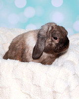 01Bunny0J0A8427